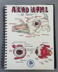 Libreta con dibujos de ojo