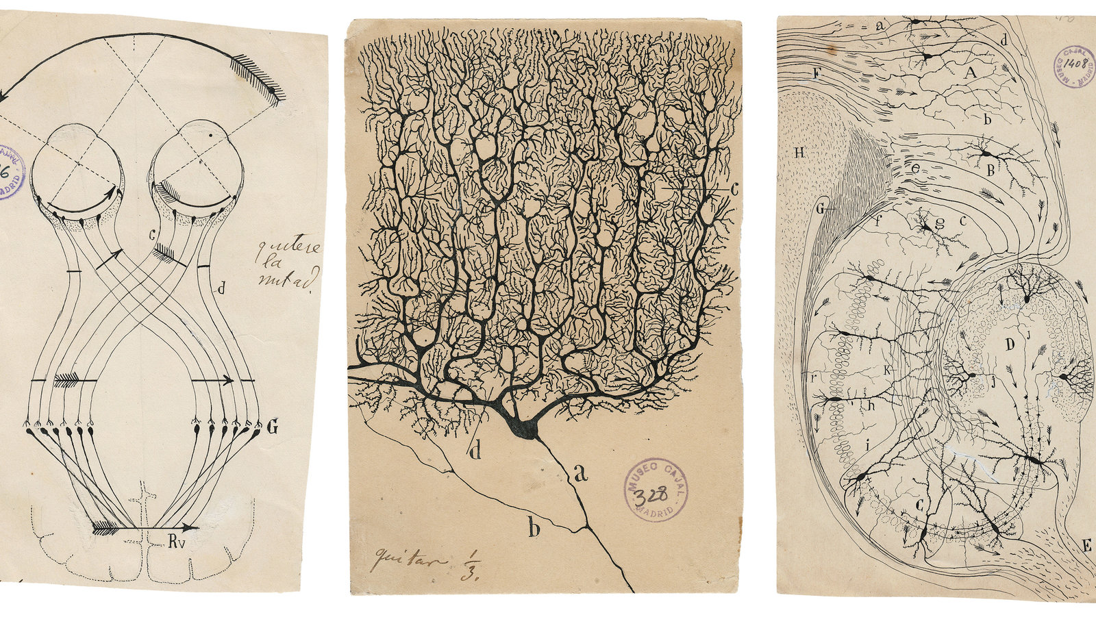 Debuxos de Cajal.