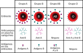 Grupos sanguíneos