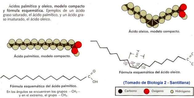 ac graxos saturados e insaturados 