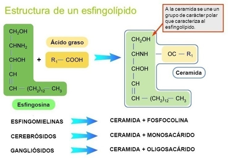moléculas esfingolípidos