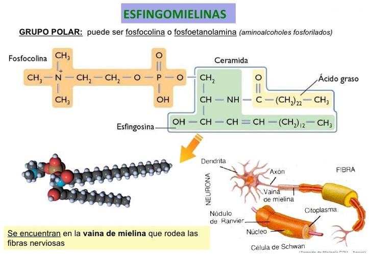 moléculas esfingomielinas 
