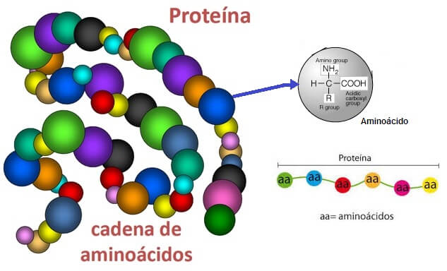 Proteína esquema de aminoácido 