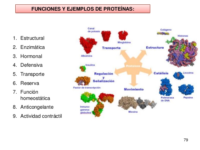 Proteínas Diversas  con  funcións 2