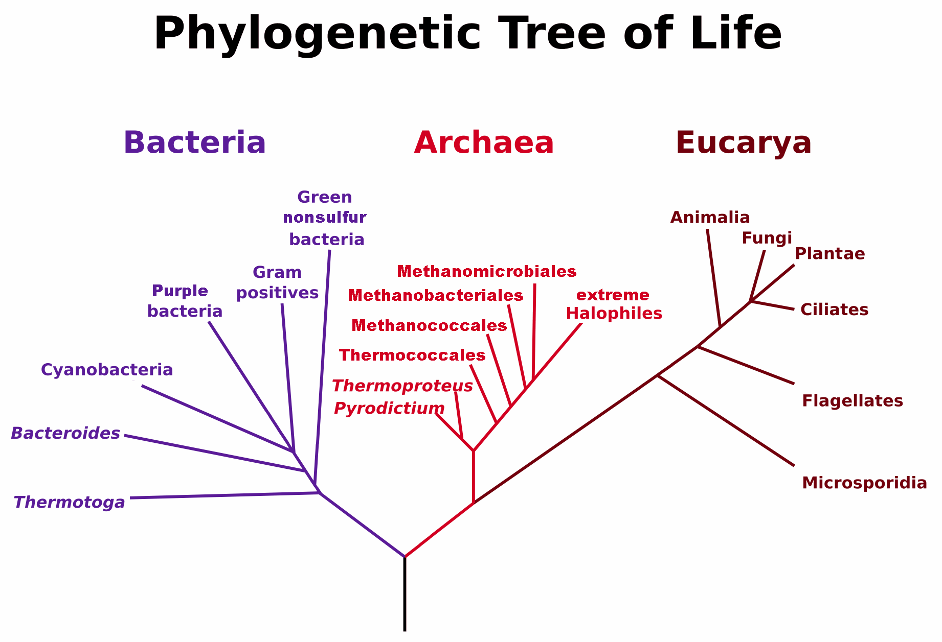 Árbol filoxenético dos seres vivos 