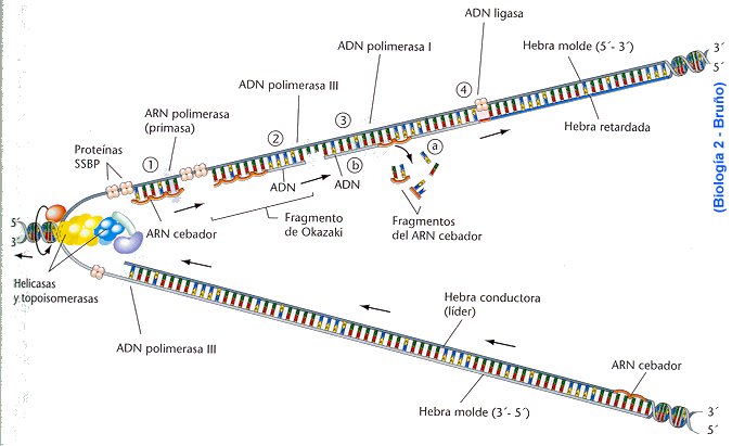 Debuxo de duplicación del ADN 