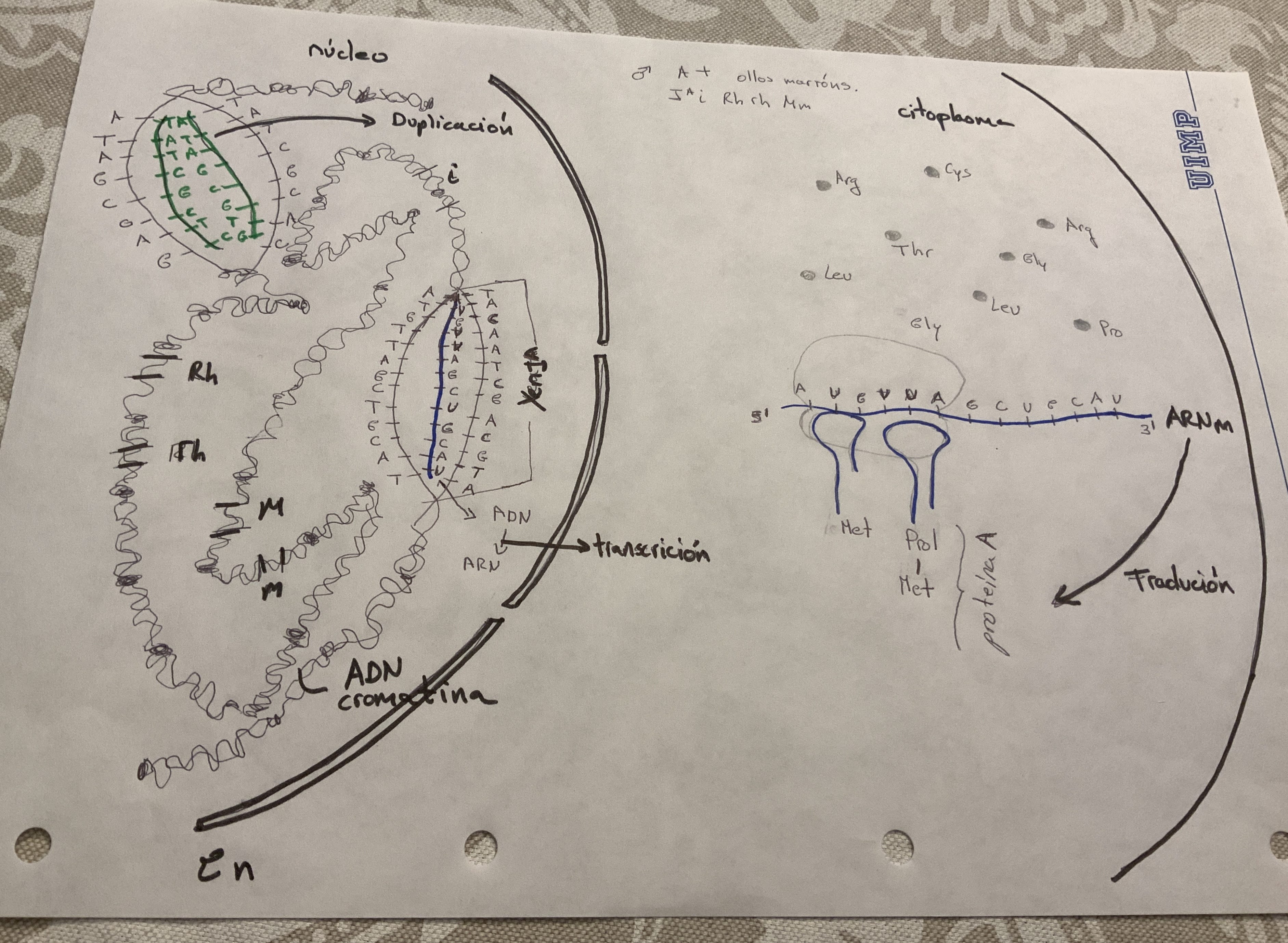 Debuxo Dogma Central