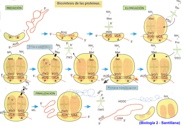 Tradución proteínas.gif