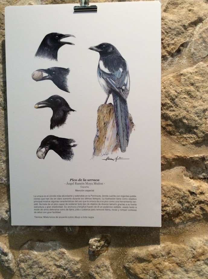 Debuxo de Ilustraciencia de unha Pega (Pica pica)