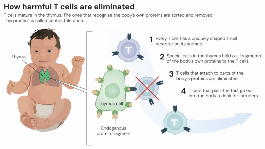 httpsfrancis.naukas.com20251006premio-nobel-de-fisiologia-o-medicina-2025-mary-e-brunkow-fred-j-ramsdell-y-shimon-sakaguchi-p