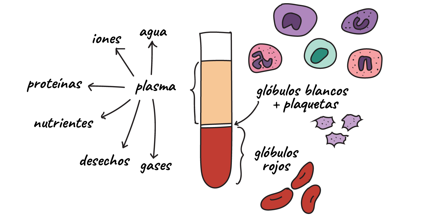 Compoñentes do sangue