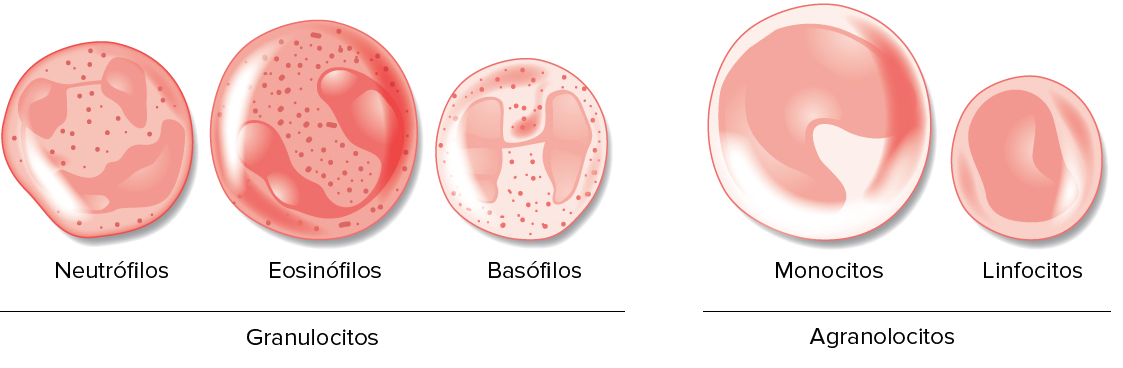 Tipos de glóbulos blancos