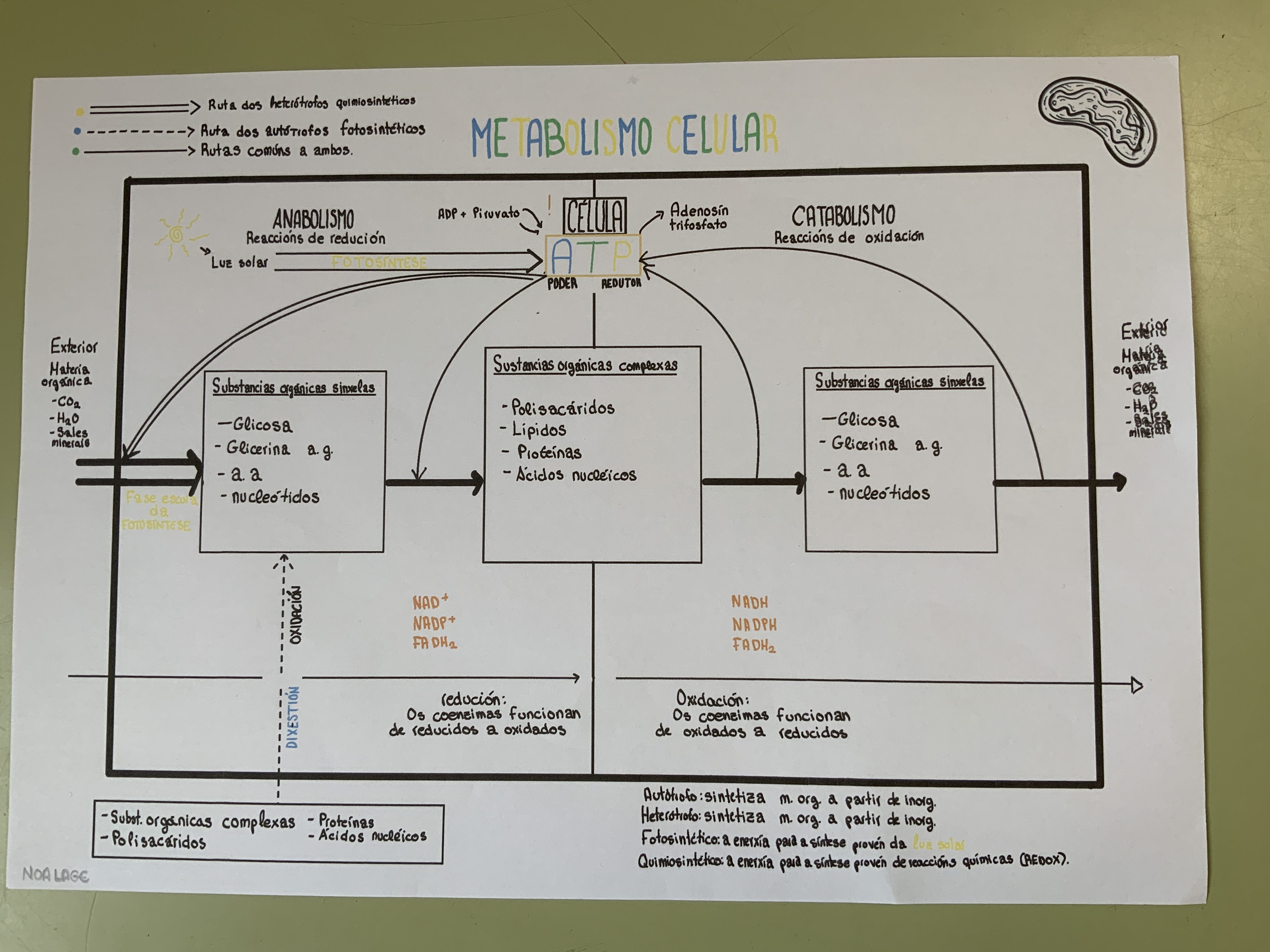 Esquema metabolismo xeral