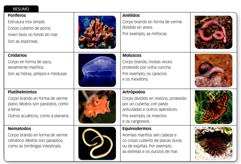 Foto Grupos invertebrados 