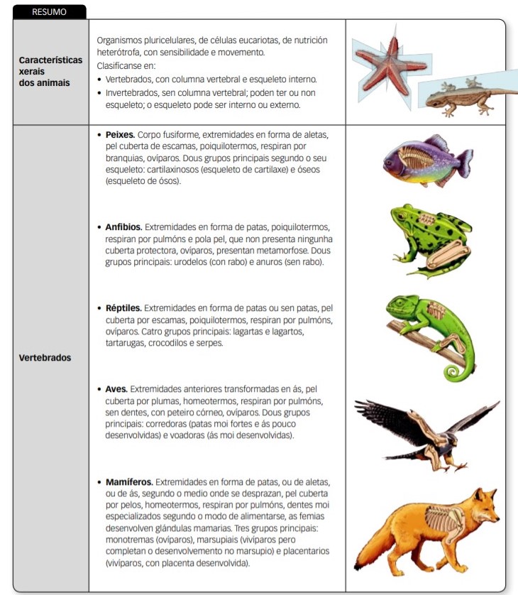 Resumo tema vertebrados