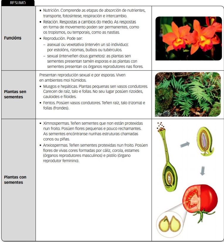Foto resumo Reino Plantas 