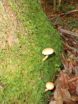 DSC00950.jpg