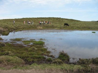 Forgoselo_2010_28.jpg