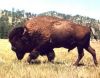 5166598bisontea1.jpg