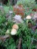 DSC00926.jpg