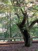 DSC00948.jpg