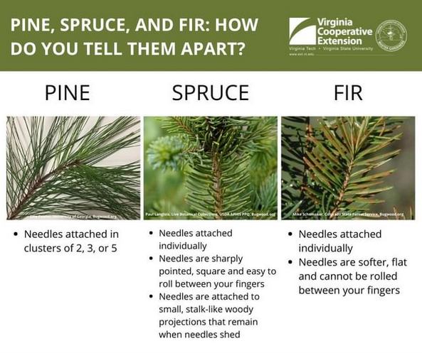 conifers, shrubs and trees quizlet