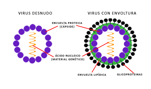 ESTRUTURA DUN VIRUS