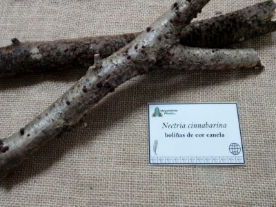 exposicion_micoloxica_2021_01.jpg