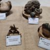 exposicion_micoloxica_2021_19.jpg