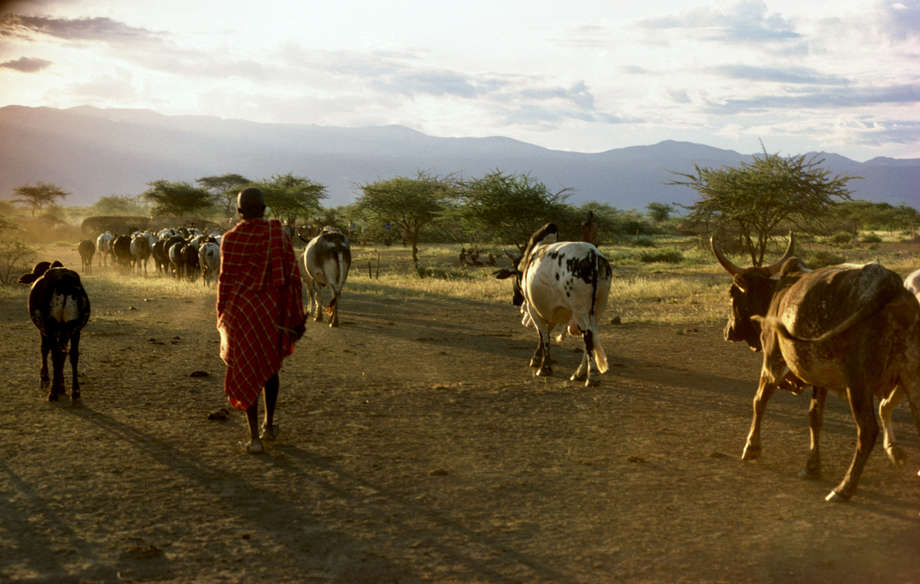 masai