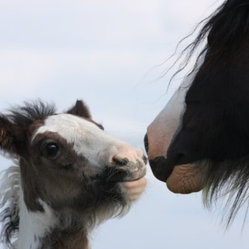 Imaxe da UDI de 4º, 5º e 6º de educación infantil.