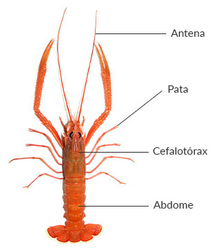 Crustáceos